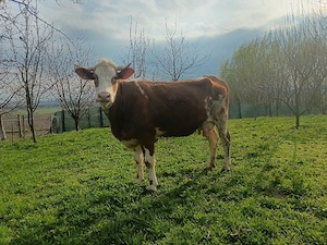 junca baltata cu vitel 