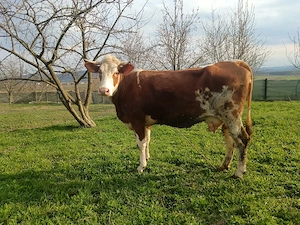 junca baltata cu vitel 6 săptămâni  - imagine 3