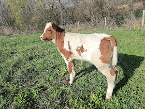 junca baltata cu vitel 6 săptămâni  - imagine 4