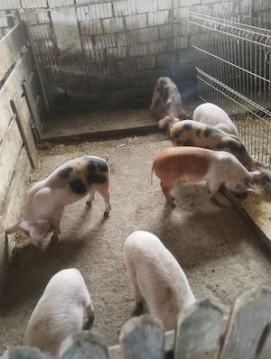 vând șoldani 13 saptamani - imagine 2