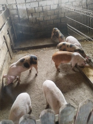 vând șoldani 13 saptamani