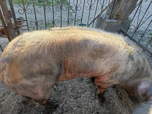 Porc de vânzare 