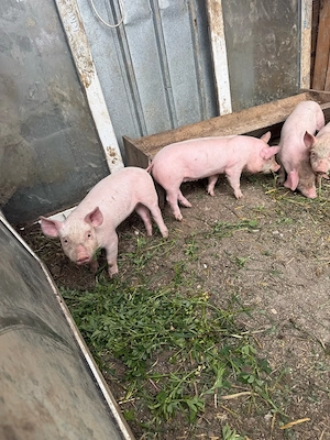 vand 8 purcei - imagine 2