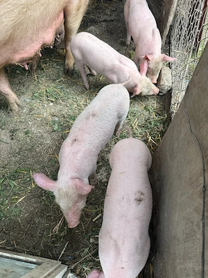 vand 8 purcei - imagine 4