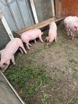 vand 8 purcei - imagine 5