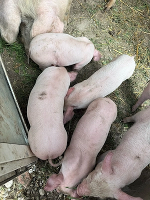 vand 8 purcei - imagine 3