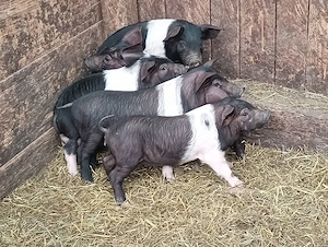 disponibili 5 purcei bazna