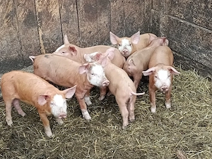 disponibili 7 purcei metis duroc