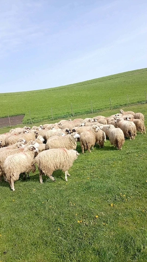 Oi de vanzare  - imagine 2