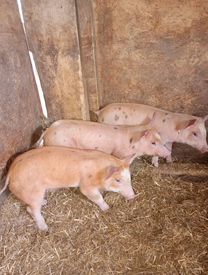 Disponibil 3 bucăți purcei Rasa Duroc 