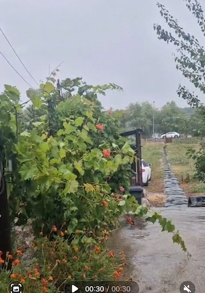 Teren de vânzare + casă în Mahmudia 3663 m - imagine 4