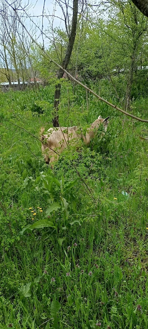 capre de vânzare  - imagine 3