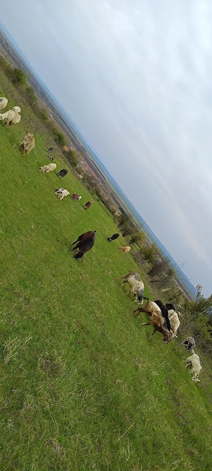 capre de vânzare  - imagine 2