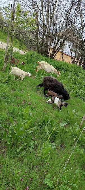 capre de vânzare  - imagine 5