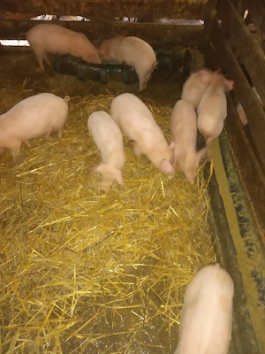 Purcei de vânzare   rasa Marele Alb