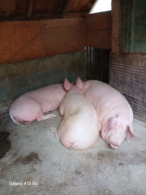 De vânzare: porc de casă ( Scrofiță) 