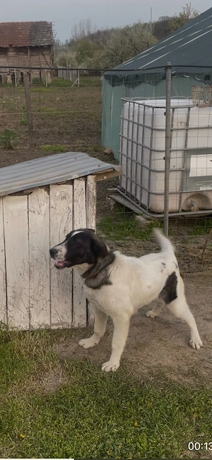 Femela de asia cu kangal - imagine 3