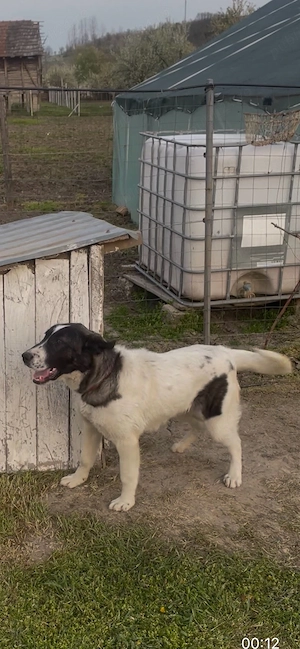 Femela de asia cu kangal - imagine 2