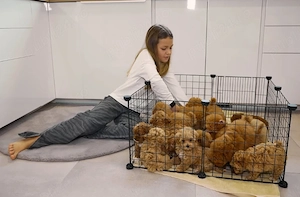 Pui de pudel toy drăguți și adorabili pentru tine  - imagine 2