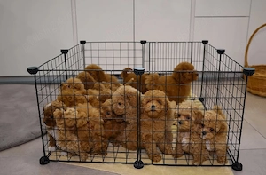 Pui de pudel toy drăguți și adorabili pentru tine  - imagine 4