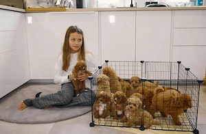 Pui de pudel toy drăguți și adorabili pentru tine  - imagine 3