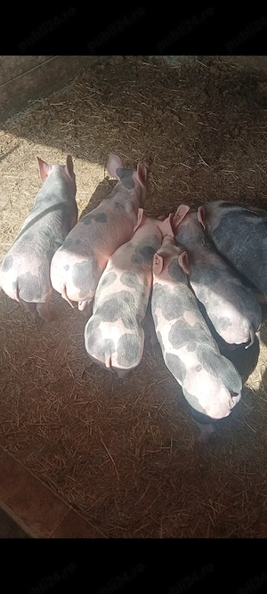 Șoldani Pietrain,11 SĂPTĂMÂNI  - imagine 5