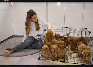 Pui de pudel toy drăguți și adorabili pentru tine 