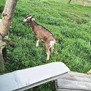 Vând doua capre la a3 fatare - imagine 3