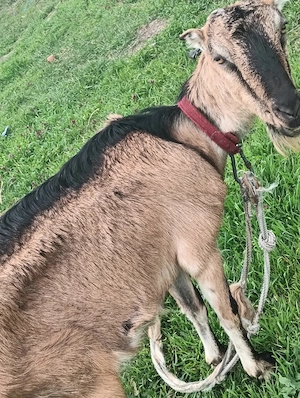 Vând doua capre la a3 fatare - imagine 2