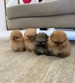 Pui de Pomeranian sănătoși și adorabili pentru dumneavoastră  - imagine 2