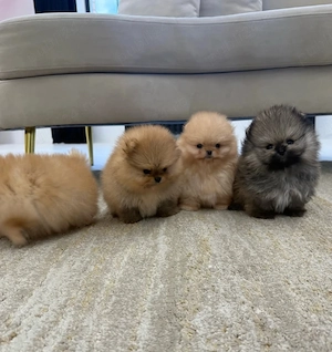Pui de Pomeranian sănătoși și adorabili pentru dumneavoastră 