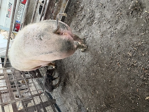 De vânzare porc (scroafă) - imagine 4