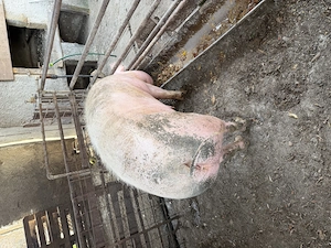 De vânzare porc (scroafă) - imagine 3