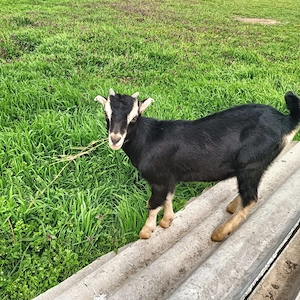 Vând doua capre la a3 fatare - imagine 4