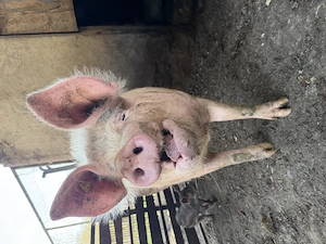 De vânzare porc (scroafă) - imagine 5
