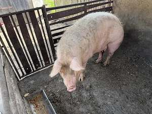 De vânzare porc (scroafă) - imagine 2