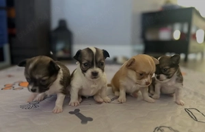 Cei mai buni pui de chihuahua pe care îi puteți achiziționa acum, gata de a fi luați acasă - imagine 3