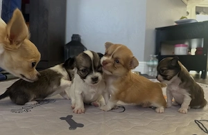 Cei mai buni pui de chihuahua pe care îi puteți achiziționa acum, gata de a fi luați acasă - imagine 4