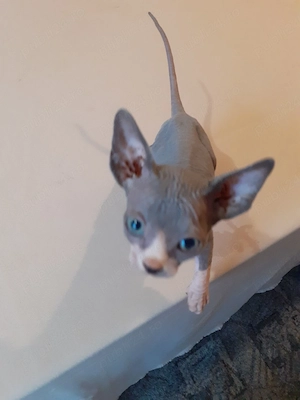 motanel sfinx - imagine 2