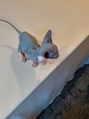 motanel sfinx - imagine 3