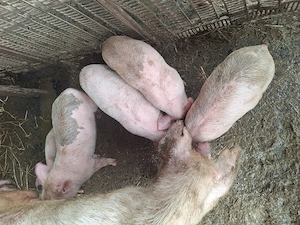 Purcei de vanzare - imagine 5