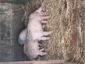 Purcei de vanzare - imagine 3