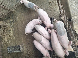 Purcei de vanzare - imagine 2