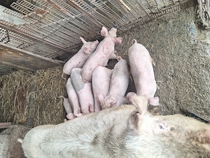 Purcei de vanzare - imagine 4