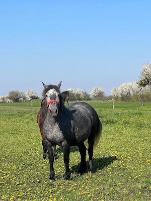 vand iapa de 4 ani gestanta in 10 luni