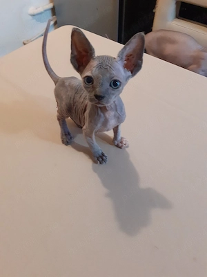 fetiță sfinx - imagine 2