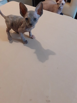 fetiță sfinx - imagine 3