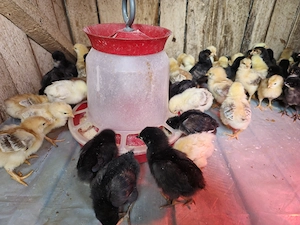 Pui de gaina romanesti de tara - 7-8 zile - imagine 4