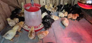 Pui de gaina romanesti de tara - 7-8 zile