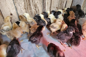 Pui de gaina romanesti de tara - 7-8 zile - imagine 5